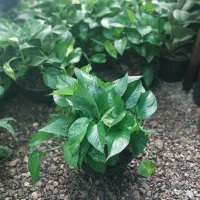 گل آپارتمانی