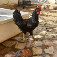 لاکنذی نژاد تخم سبز