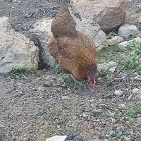 یک عدد مرغ تخم گذار|حیوانات مزرعه|لیلان, |دیوار