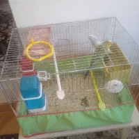 ی جفت مرغ عشق سرحال