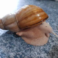 تعدادی حلزون و یک جفت حلزون مولد و تخم گذار