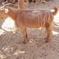 گوسفند شیروار برای نگهداری یا کشتار|حیوانات مزرعه|پاکدشت, پاکدشت (مامازند)|دیوار