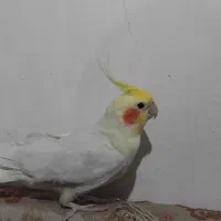 عروس هلندی|پرنده|آستارا, |دیوار