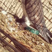 کفتر|پرنده|بمپور, |دیوار