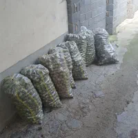 گردو تازه