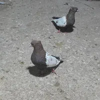نرو ماده سین دورنگ، معاوضه هم دارم
