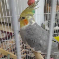 عروس هلندی