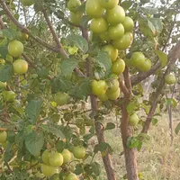 فروش باغ ۸۰۰ متری|فروش زمین و ملک کلنگی|قزوین, |دیوار