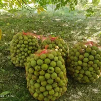 گردو|عمدهفروشی|خمینیشهر, |دیوار