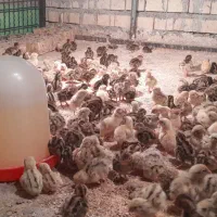 فروش جوجه بلدرچین ۳روزه ومرغ سلطان|حیوانات مزرعه|باوی, |دیوار