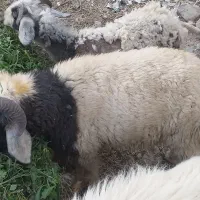 قوچ و بره|حیوانات مزرعه|جیرفت, |دیوار