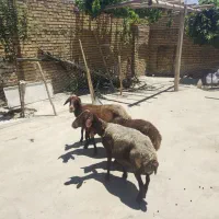 میش بره