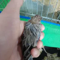 قنار‌ی نر|پرنده|رشت, گیل|دیوار