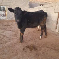 تلیسه گاو گوساله|حیوانات مزرعه|دامغان, |دیوار