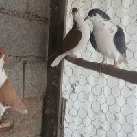 کبوتر|پرنده|بندر انزلی, بشمن|دیوار