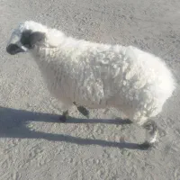 یه عدد بره ماده قیمت 14میلیون|حیوانات مزرعه|زاهدان, |دیوار