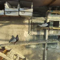 کبوتر سینه سیاه|پرنده|صائین قلعه, |دیوار