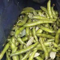باقالی محلی دانه دار