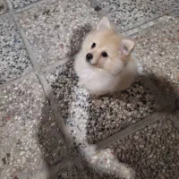 توله پامر اصلی 6تومن|سگ|صباشهر, |دیوار