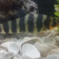 سیلور و گرین اسکات بارب زندانی بارب حلب|ماهی|مشهد, عبادی|دیوار