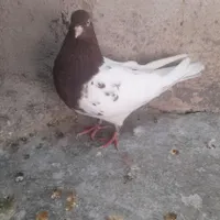 کبوتر طوقی وکله ماده