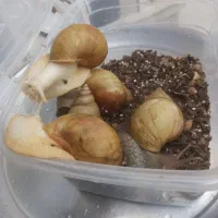 حلزون تراپی