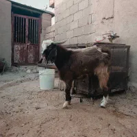 بزغاله چاق بتونی