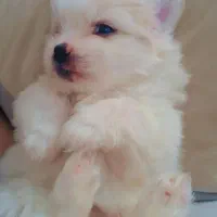 ۳ تاتوله ماده الان ۵ماهه هستن|سگ|ماکو, |دیوار