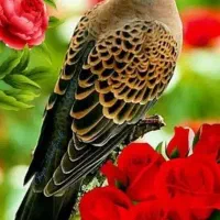 طوطی  عکس های بعدی