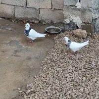 طوقی|پرنده|دهدشت, |دیوار