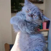 گربه های ناز