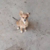 سگ باهوش خشگل