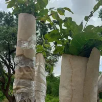 پیوند گردو|خدمات باغبانی و درختکاری|محمدیه-قزوین, |دیوار