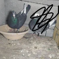 هشت عدد کبوتر|حیوانات|سرپل ذهاب, |دیوار