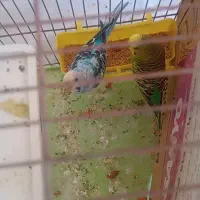 مرغ عشق|پرنده|فولادشهر, A2|دیوار