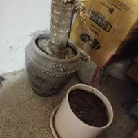 چند عدد گلدان|گل و گیاه طبیعی|شاهینشهر, خانه کارگر|دیوار