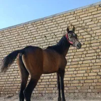 کره اسب نریان فروشی