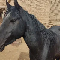 نریان ۵ ساله