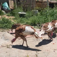 بوقلمون نر