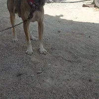 گم شده|سگ|ارژن, |دیوار