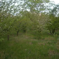 فروش-باغ-در-سیسخت