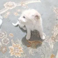 سگ پاکوتاه