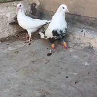 با سلام چند عدد کبوتر|پرنده|اهواز, دانشگاه چمران|دیوار