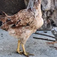 مرغ تخمگذار