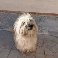 فروش سگ خانگی|سگ|شاهرود, |دیوار