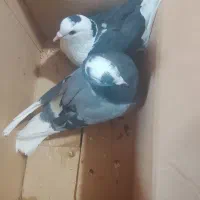 سلام یک جفت کفتر پلنگ