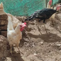 بوقلمون ماده اصل ۲سه ماه دیگه به تخم میاد|حیوانات مزرعه|تربت جام, علوی|دیوار