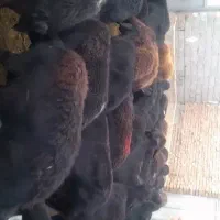گوسفند میش