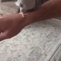 عروس هلندی ماده