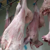 سلام عرضه مستقیم گوشت بره نرینه باکیفیت